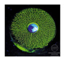 Флюоресцентная суспензия Lumor J (OVERCHEK MT FLUORESCENT) [фото №2]